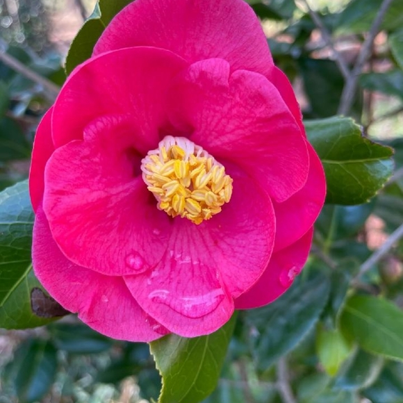 Meet your Posher, Alice - Picture 4 of 5